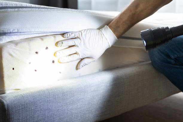 Best Mosquito Control Services  in La Plata, MO